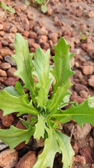 Dimorphotheca sinuata