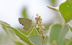 Strephonota tephraeus