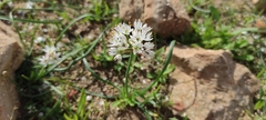 Allium subvillosum
