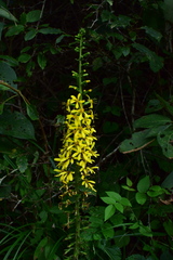 Ligularia fischeri