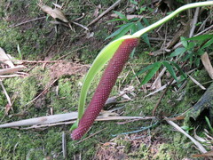 Anthurium clavigerum