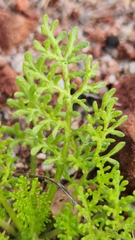 Oncosiphon pilulifer