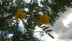 Senna multiglandulosa