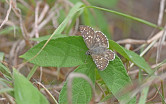 Pyrgini