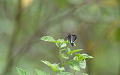 Mysoria barcastus