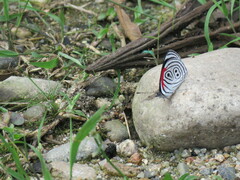 Diaethria