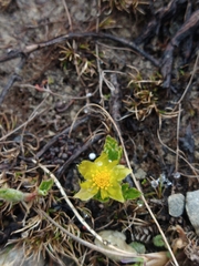 Hamadryas magellanica