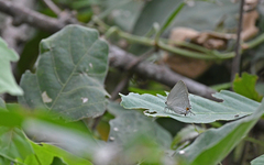 Strephonota tephraeus