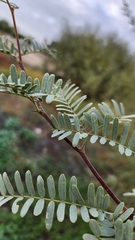 Prosopis velutina