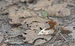 Calephelis