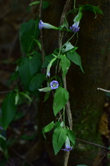 Tripterospermum chinense