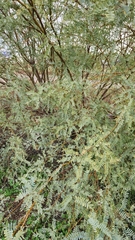 Prosopis velutina