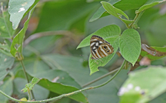 Dynamine postverta mexicana
