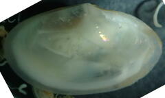 Abra nitida