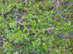 Nothofagus antarctica