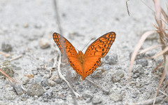 Euptoieta hegesia