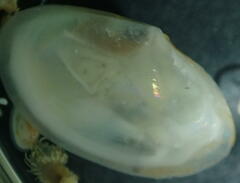 Abra nitida