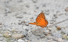 Euptoieta hegesia