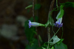 Tripterospermum chinense