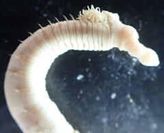 Artacama proboscidea