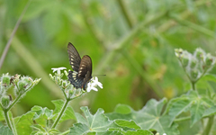 Battus polydamas