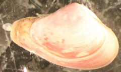 Varicorbula gibba