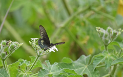 Battus polydamas