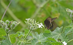 Battus polydamas