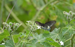 Battus polydamas