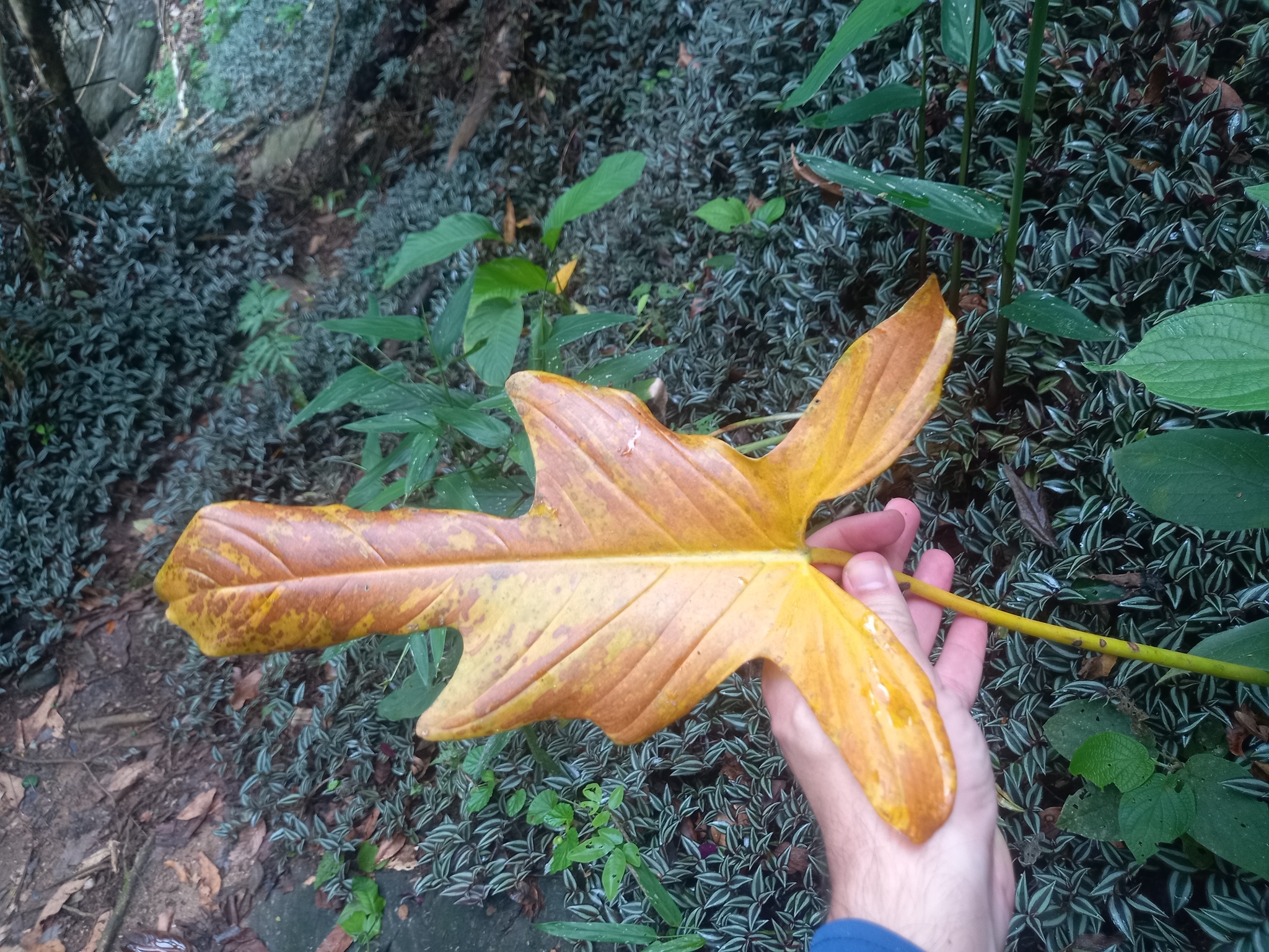 Imagem de Guanandi