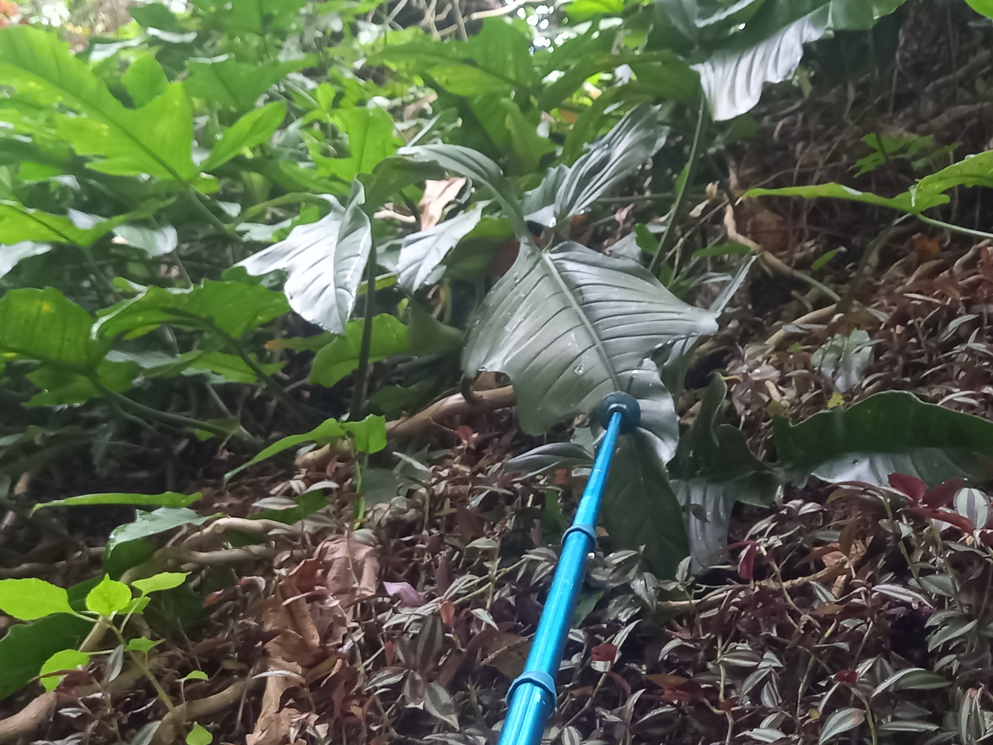 Imagem de Guanandi