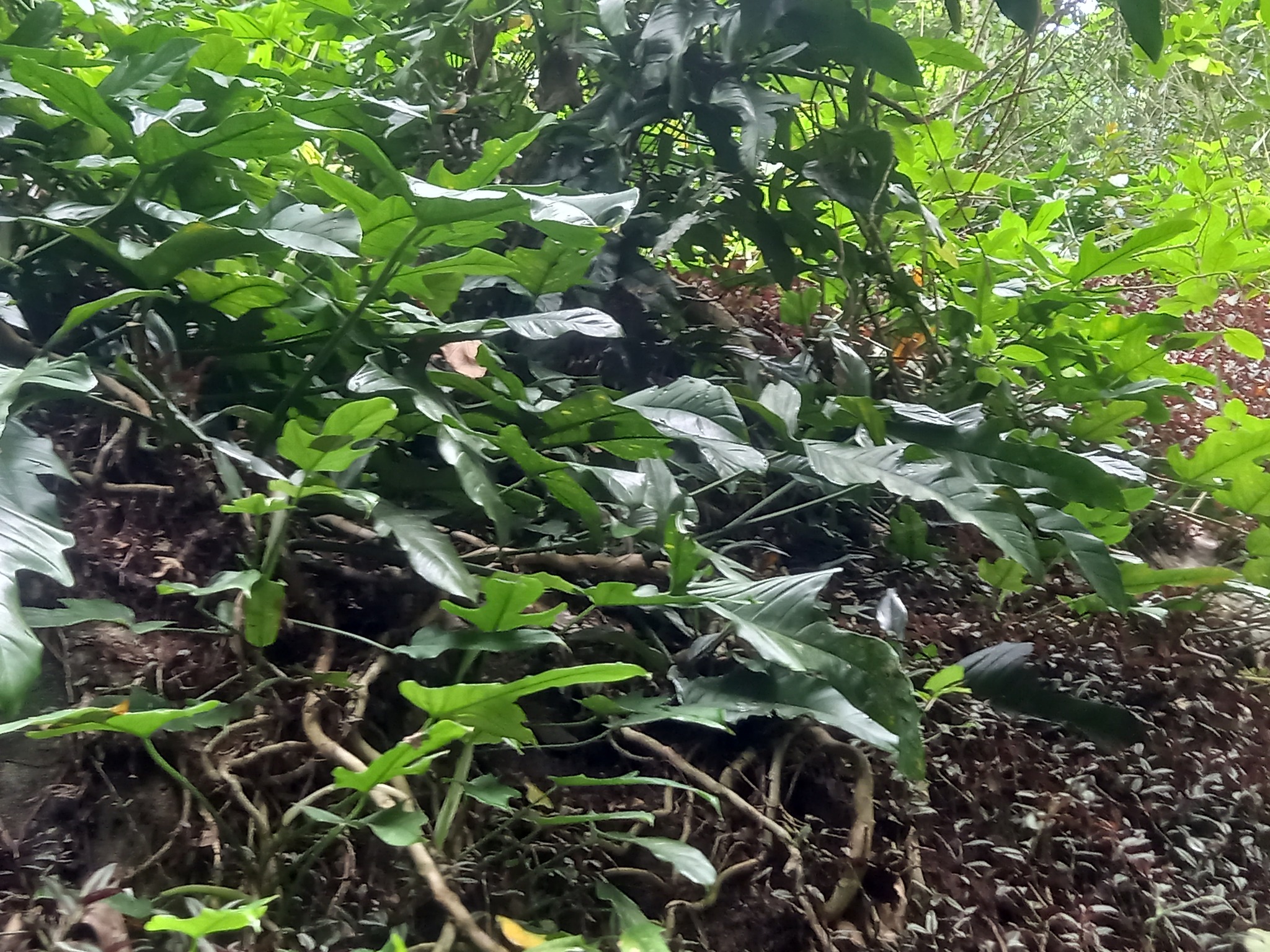 Imagem de Guanandi
