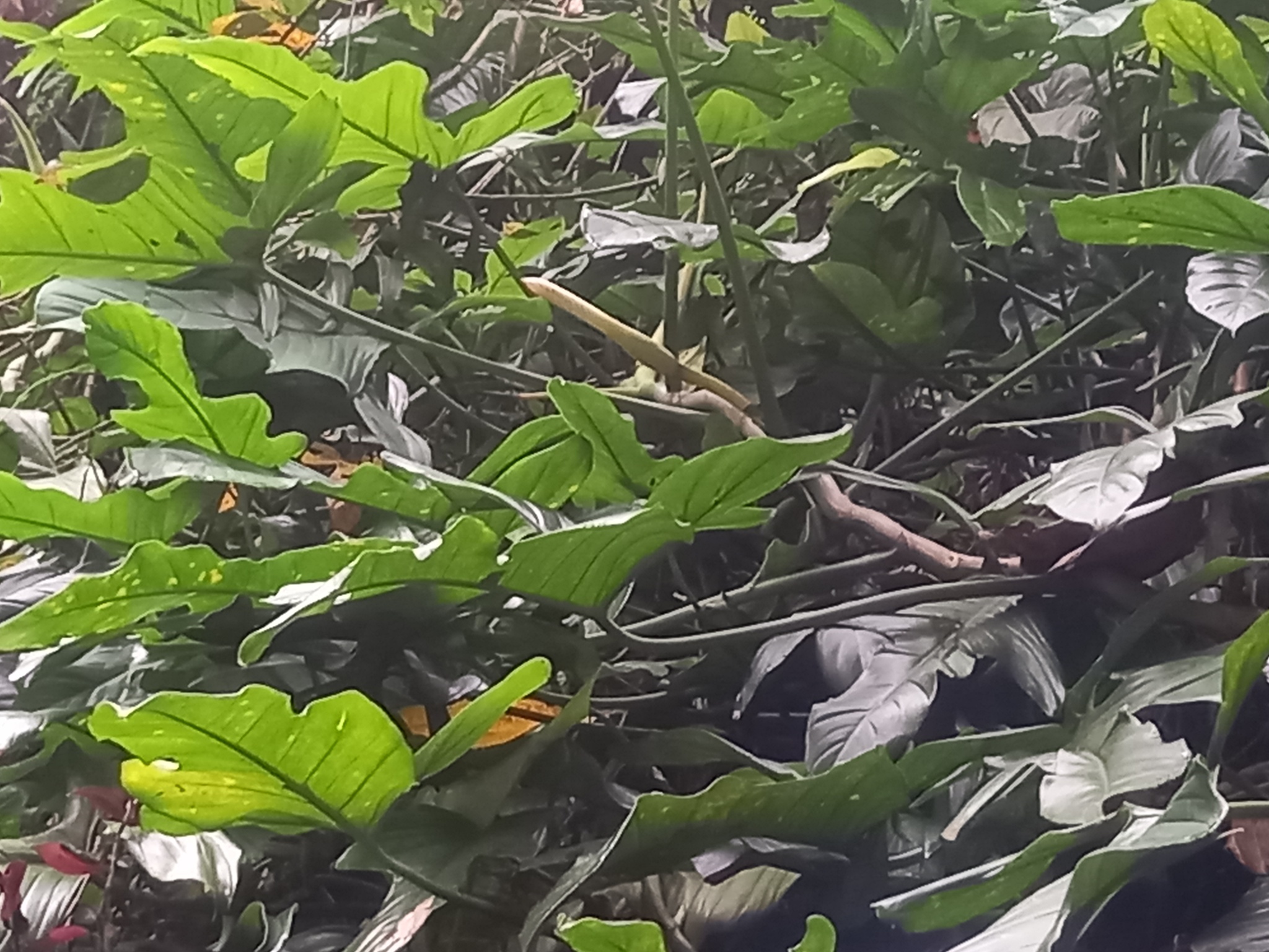 Imagem de Guanandi