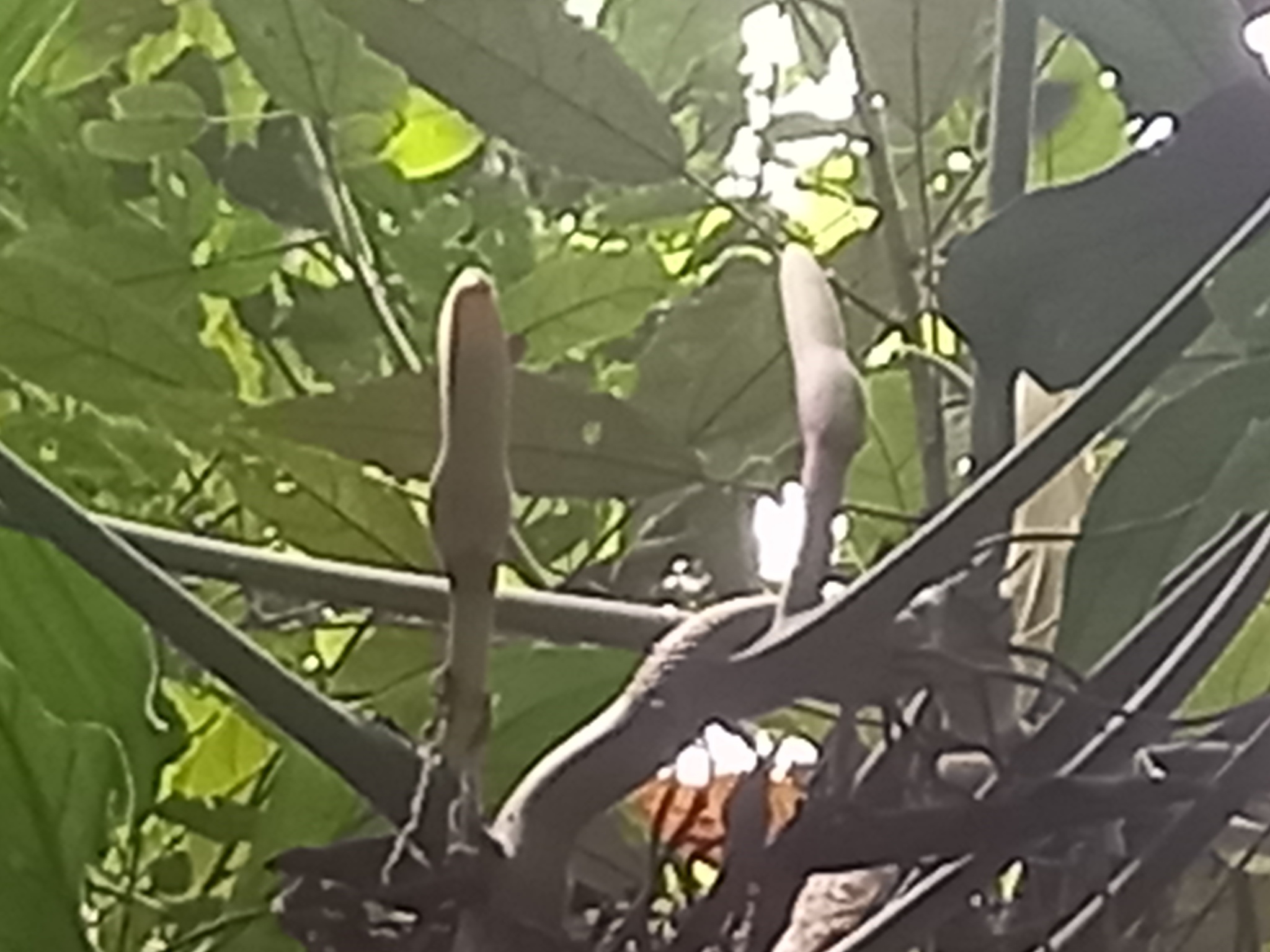 Imagem de Guanandi