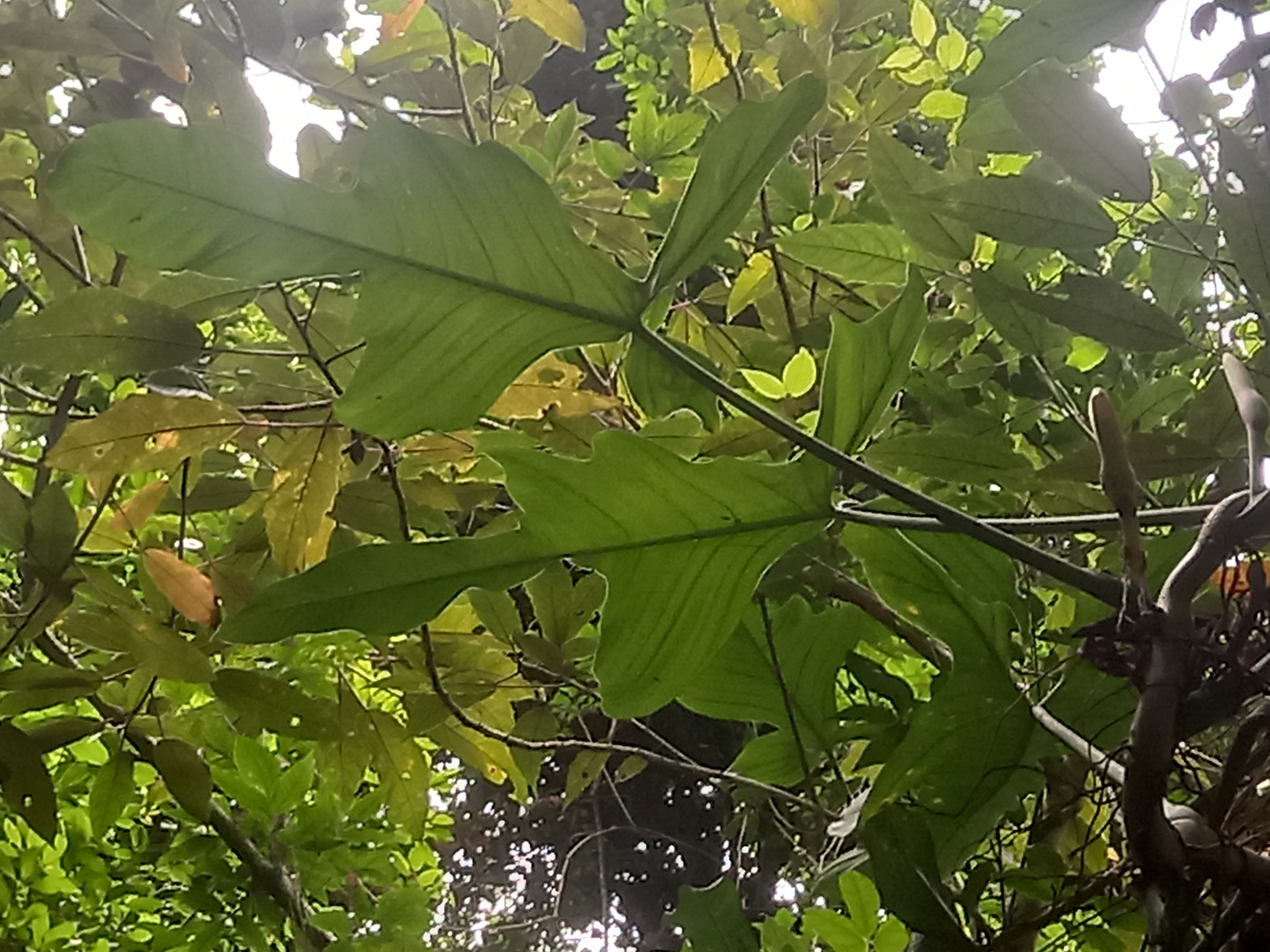 Imagem de Guanandi