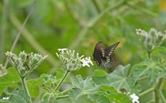 Battus polydamas