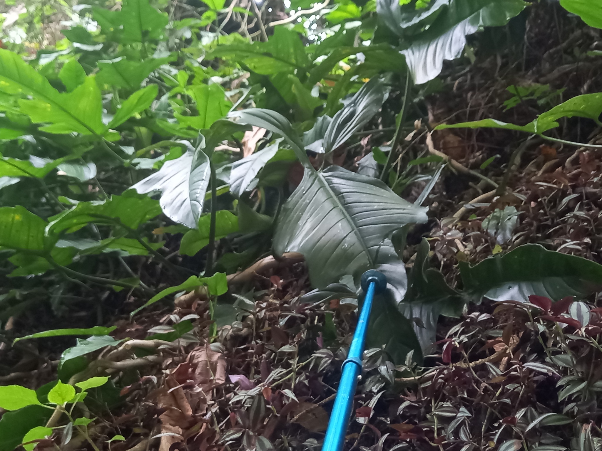 Imagem de Guanandi