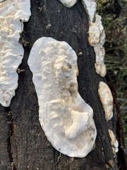 Trametes hirsuta