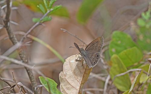 Timochreon satyrus