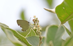 Strephonota tephraeus