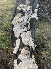Trametes hirsuta