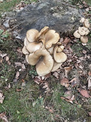 Pleurotus columbinus
