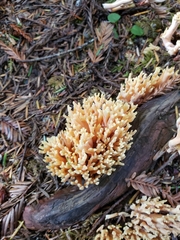 Ramaria formosa