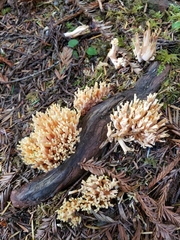 Ramaria formosa