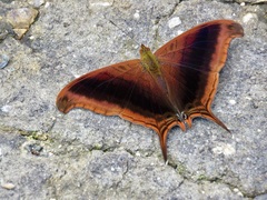 Marpesia zerynthia