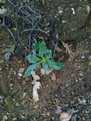 Anarrhinum