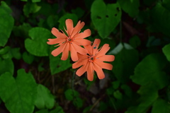 Silene fulgens