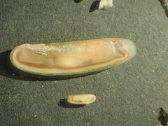 Phaxas pellucidus