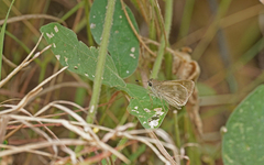 Hesperiinae