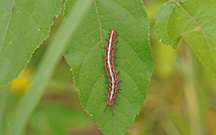 Euptoieta hegesia